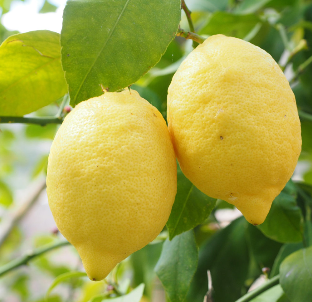 Limone giallo