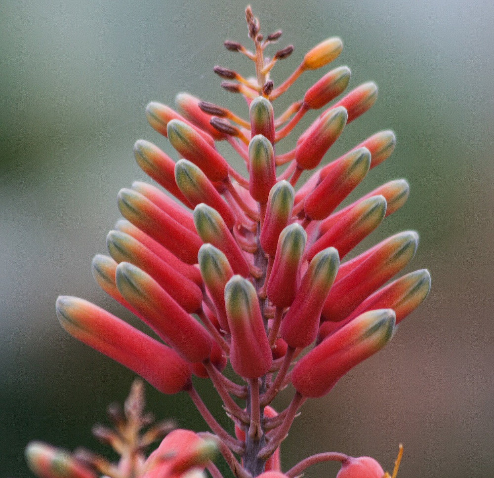 Fiori di Aloe