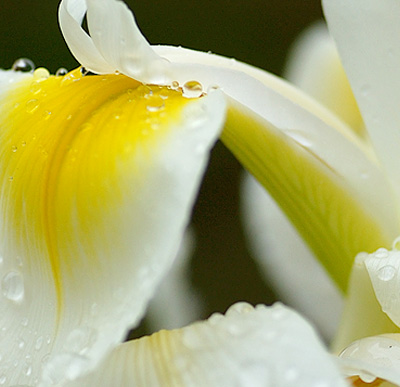 Iris bianco, particolare