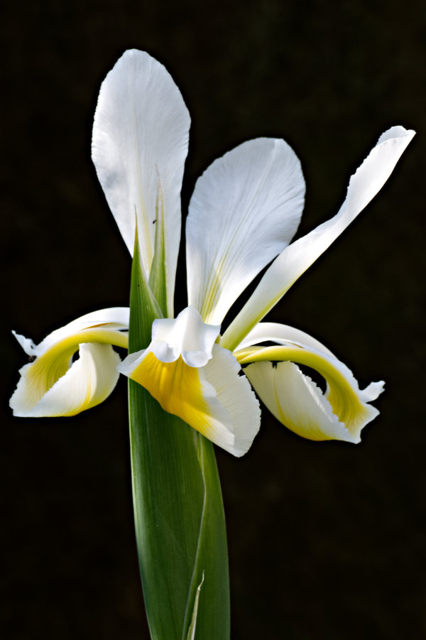 Iris bianco