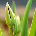 Tulipano, particolare