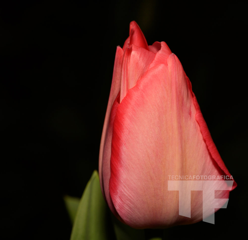 Fotografia macro di un tulipano