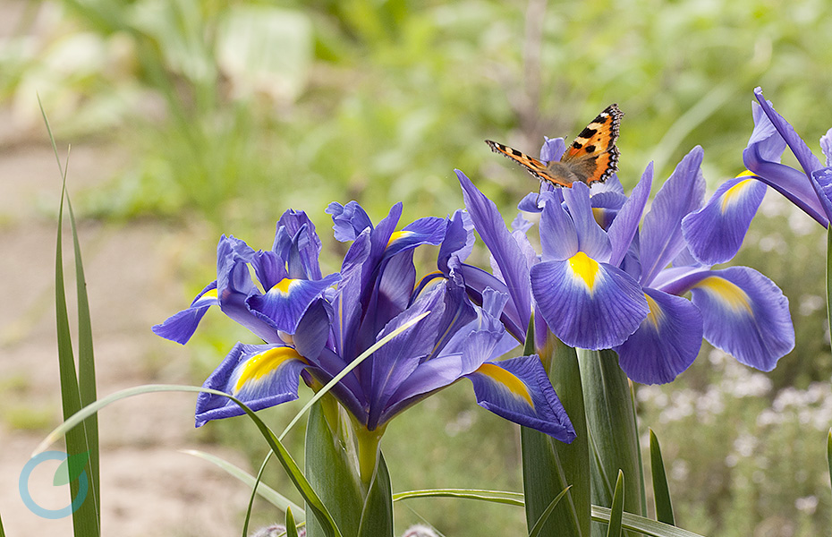 Farfalla e iris