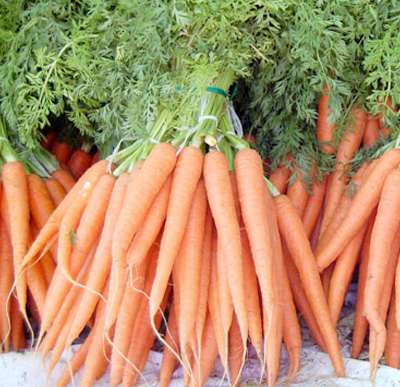 Raccolto di carote