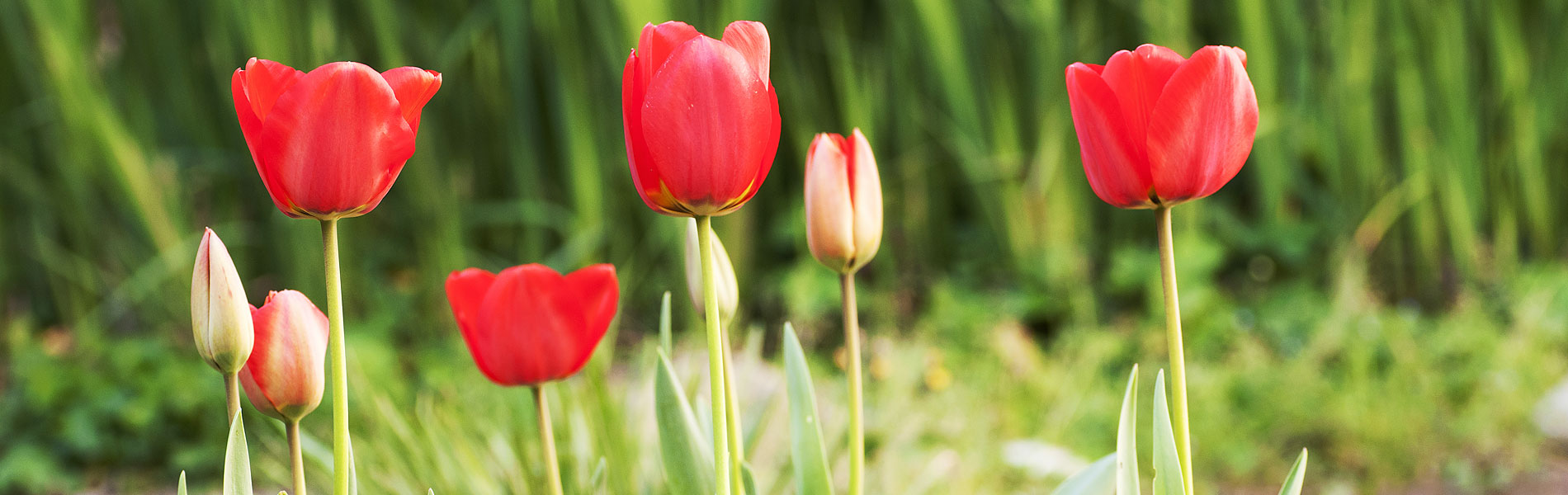 Fiori di tulipano
