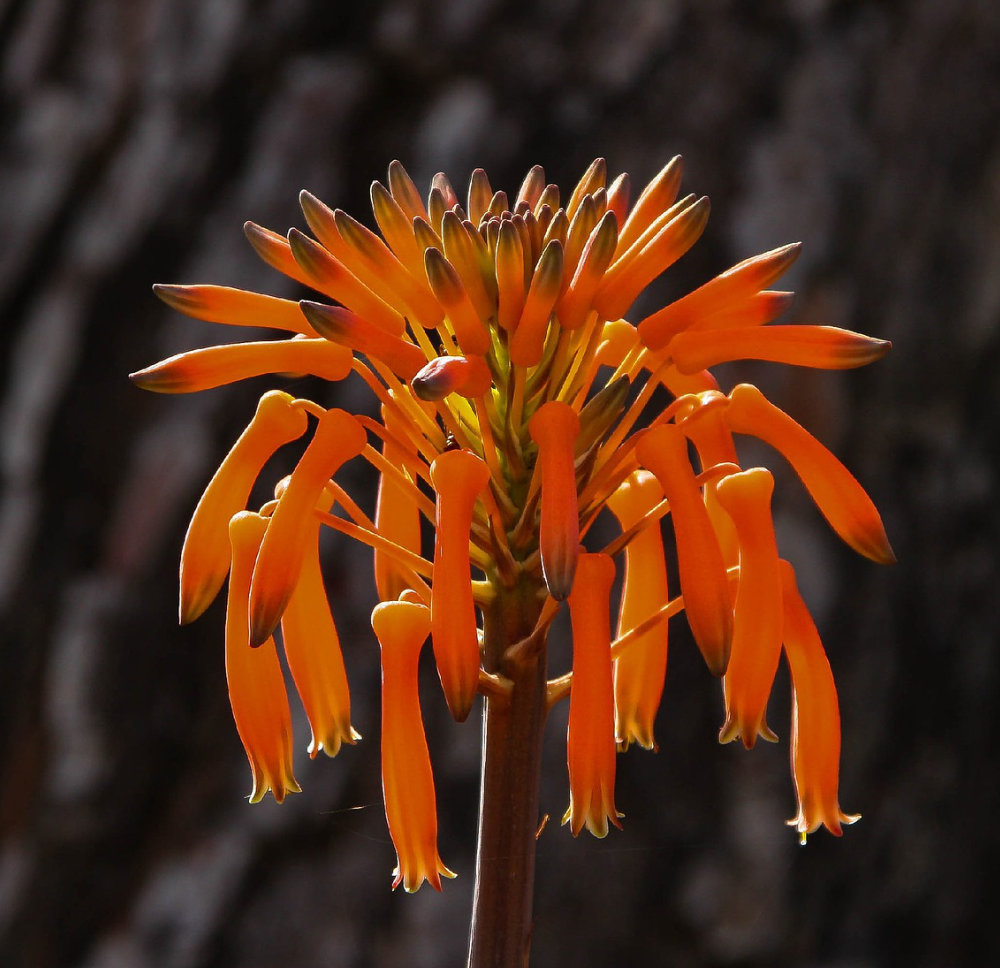 Fiore di Aloe